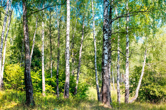 Березовая роща. Лето