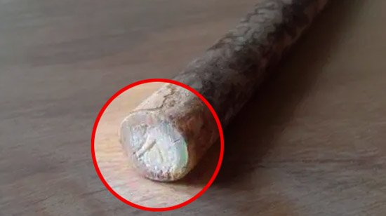 Ветка бузины. Виден срез и мягкая сердцевина