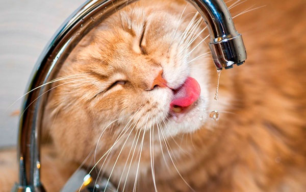 Котэ