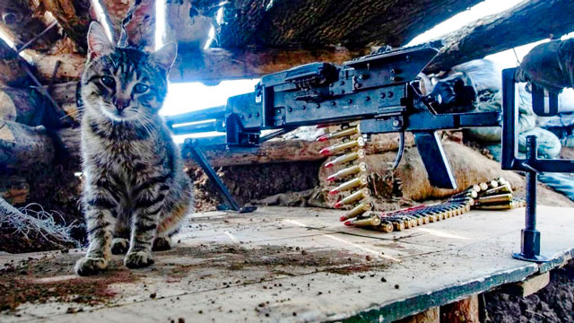 Котик и тяжелый пулемет