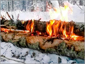 Как свалить большое дерево для костра нодья