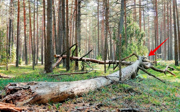 Стволы упали друг на друга. Удачное место, чтобы пережечь и получить из двух стволов 4 бревна