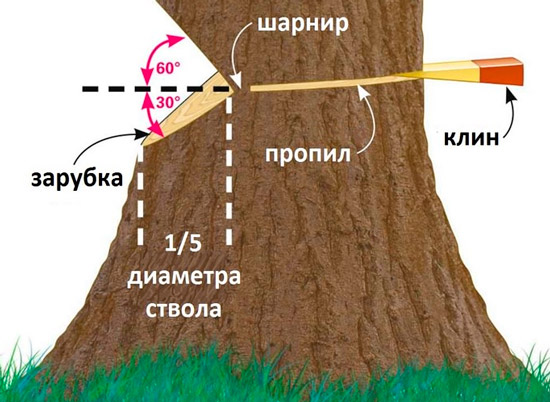 Схема валки дерева при помощи пилы или пары: пила плюс топор